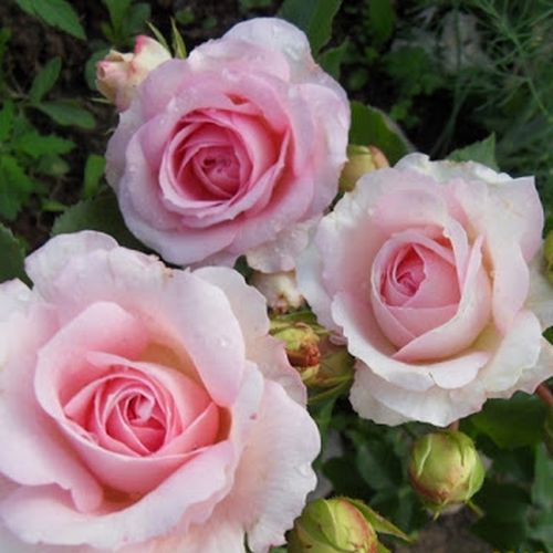Gärtnerei - Rosa Sophia Romantica ® - weiß - rosa - nostalgische rosen - diskret duftend - Meilland International - -